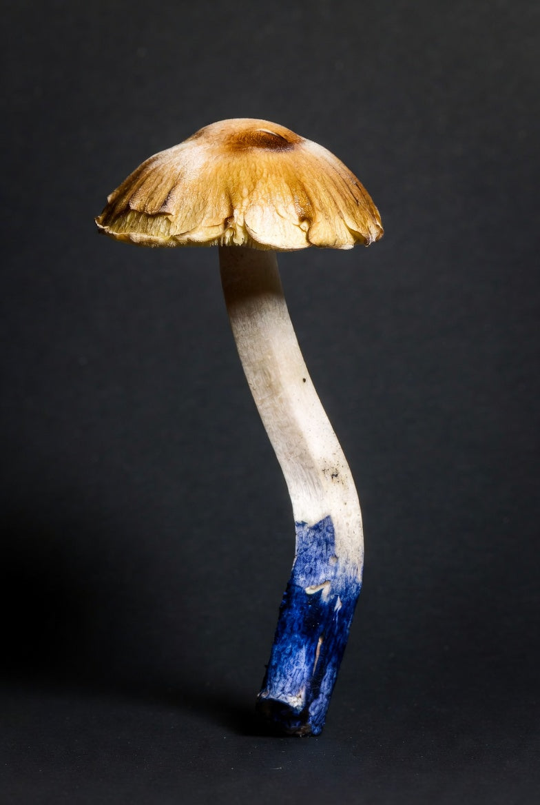 Mushroom with a blue stem on a black background