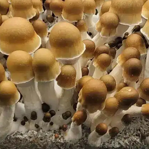 Old Dirty Penis Envy Mushrooms