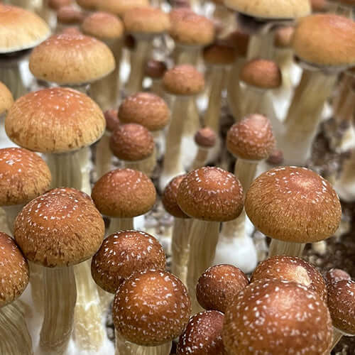 Orissa India Mushroom Spore Syringe