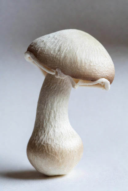 Penis Envy Mushroom Spore Syringe