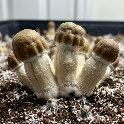 Close-up of a cluster of mushrooms growing in soil with a blurred background.