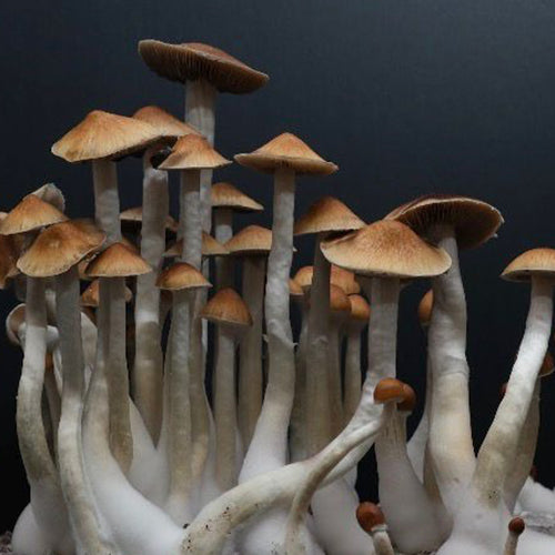 Pink Buffalo Mushroom Spores