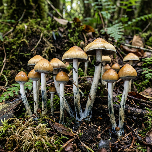 Psilocybe Natalensis Super Strain Mushroom