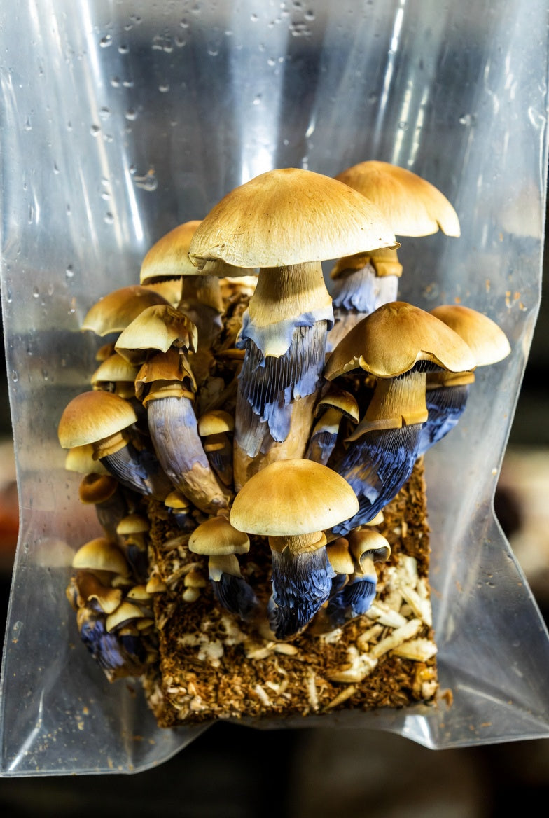 Mushrooms in a clear plastic bag with a blurred background