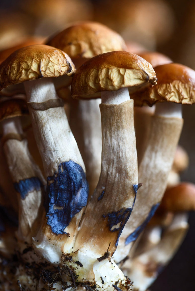Close-up of a cluster of mushrooms with a blue spot on one of them.