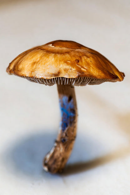 Close-up of a brown mushroom on a light background