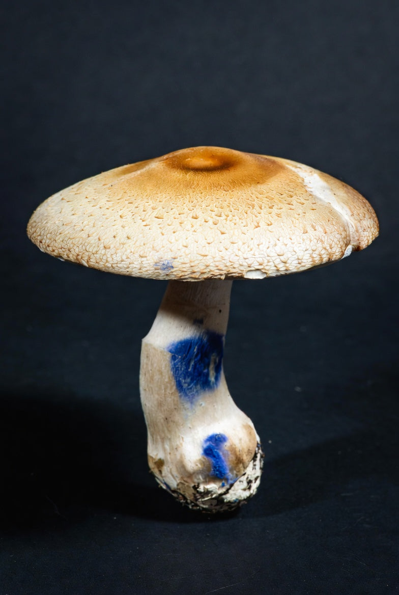 Mushroom with a dark background