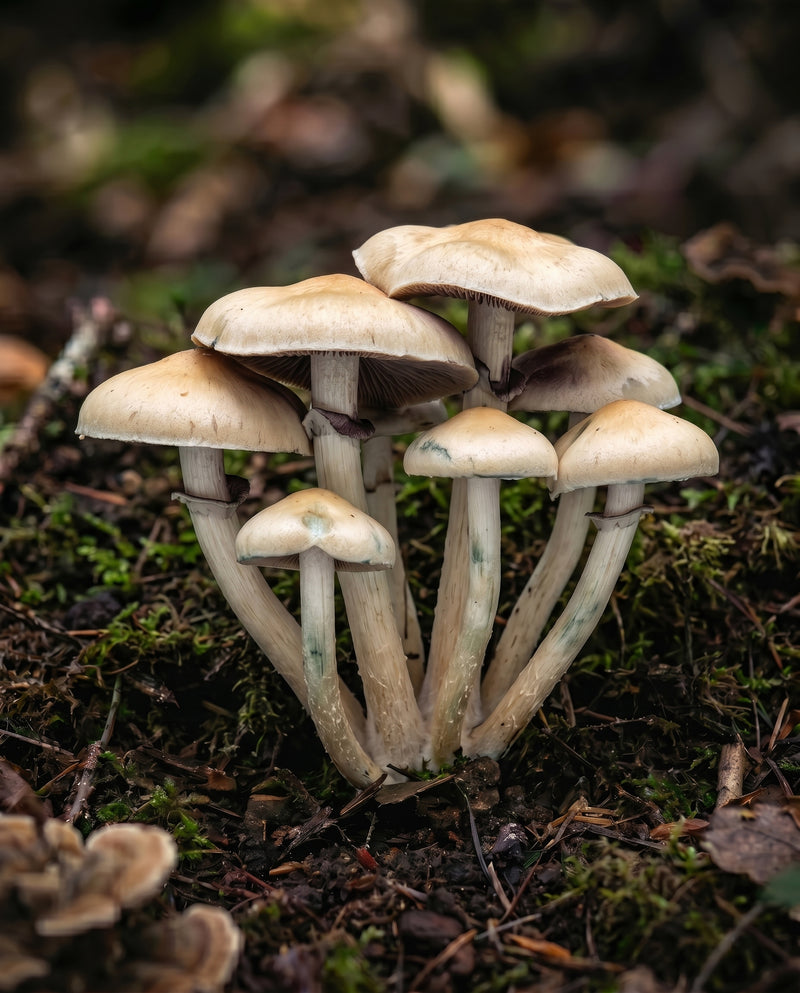 Psilocybin Spores
