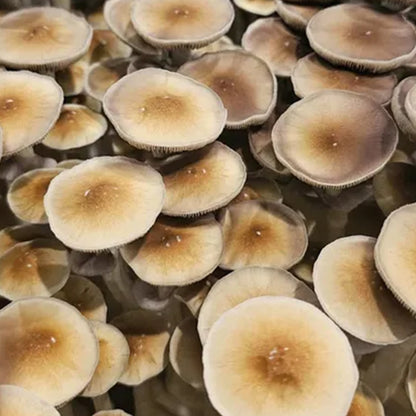 Stargazer Mushrooms