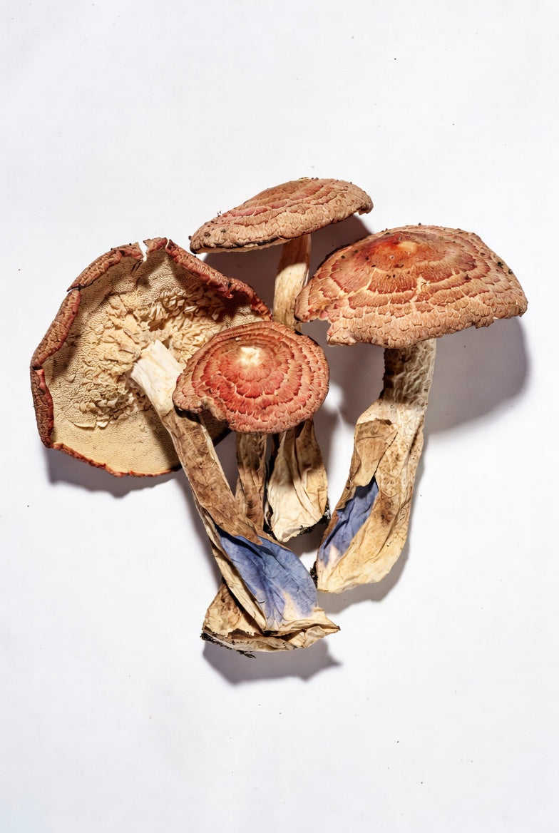 Dried mushrooms on a white background