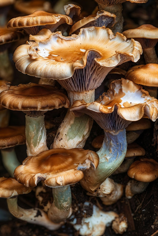 Close-up of a cluster of mushrooms with brown and green caps.