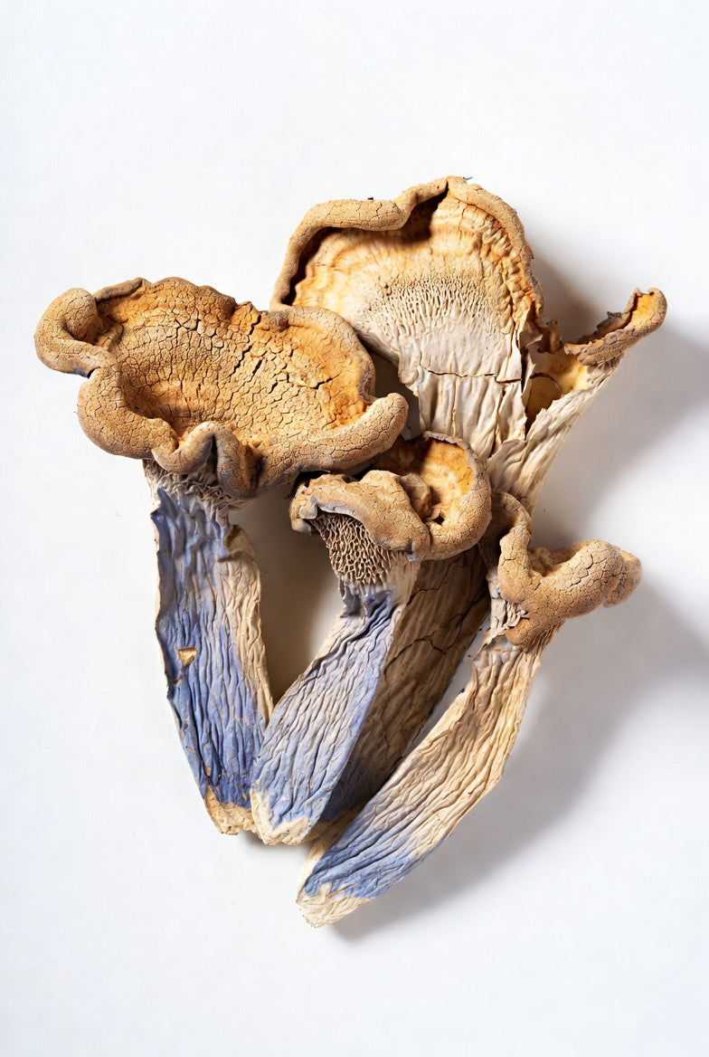 Dried mushrooms on a white background