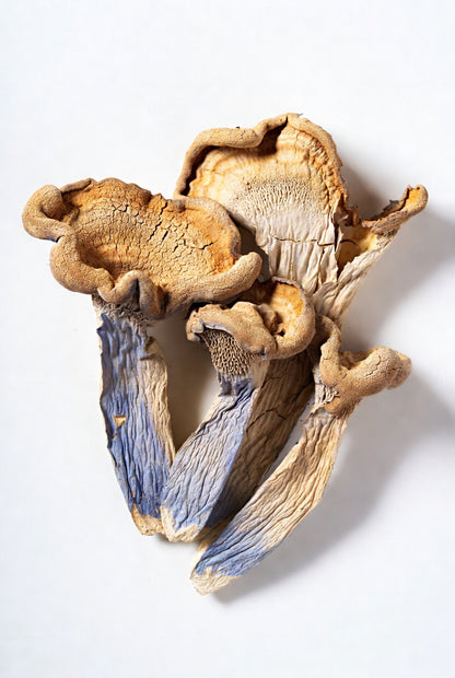 Dried mushrooms on a white background