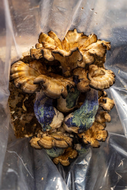 Close-up of a cluster of mushrooms in a clear plastic bag