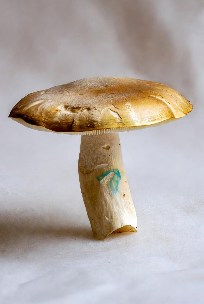 Mushroom with a white background