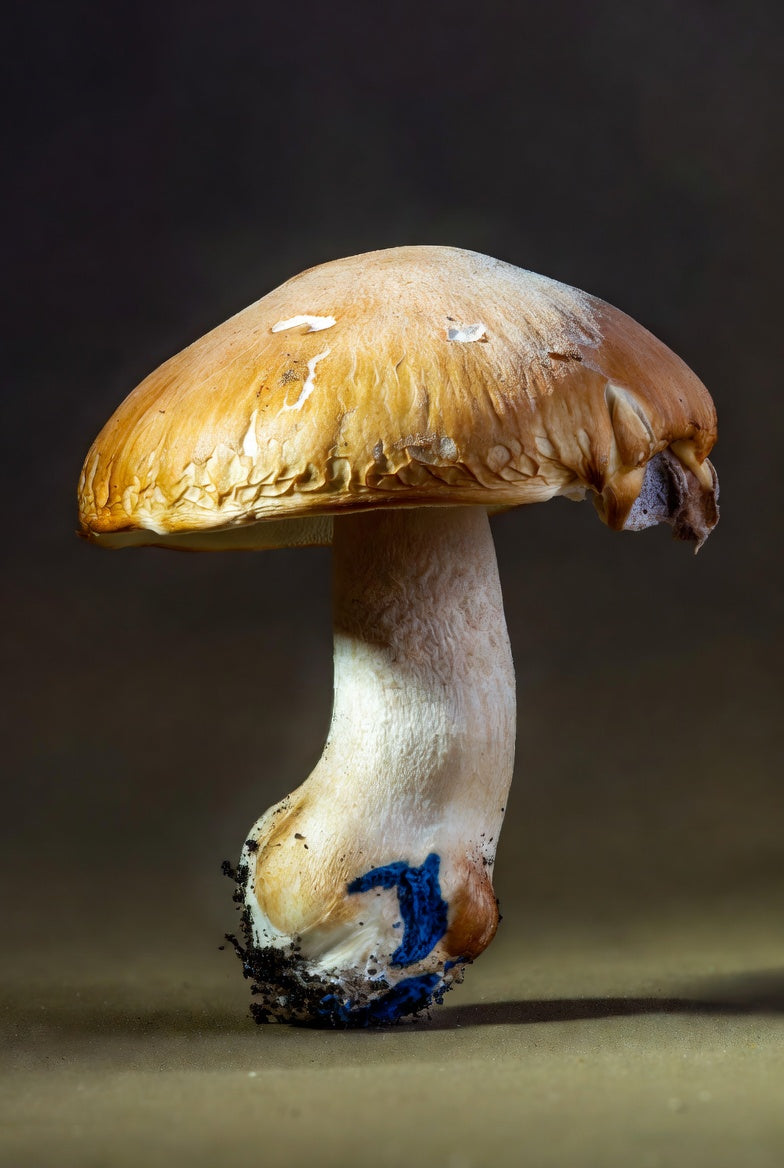 Close-up of a mushroom with a dark background