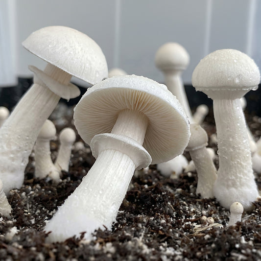 White mushrooms growing in soil with a blurred background