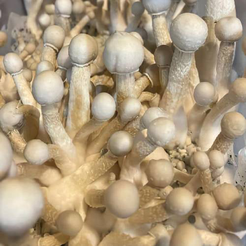 White Golden Teacher Mushrooms