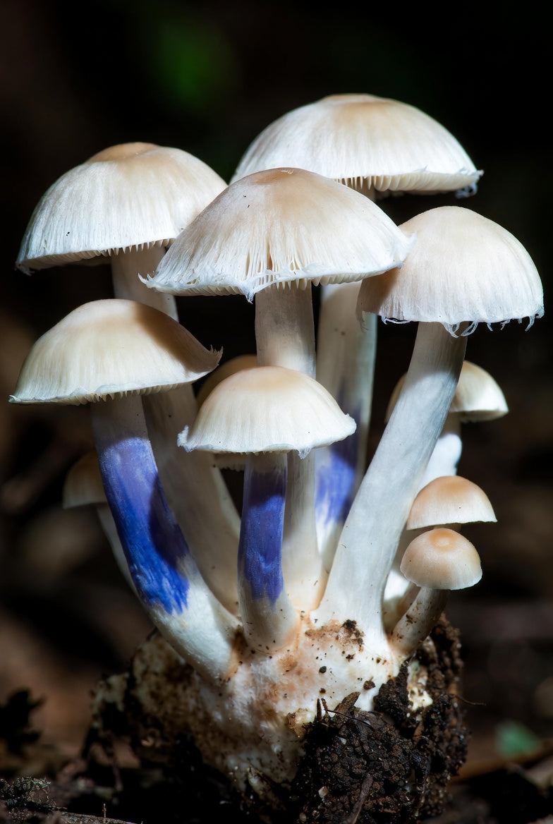 Group of mushrooms with a blue stem on a dark background