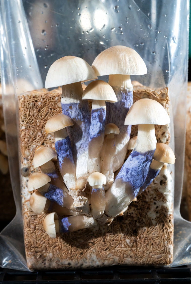 White Rabbit Mushroom Spore Syringe