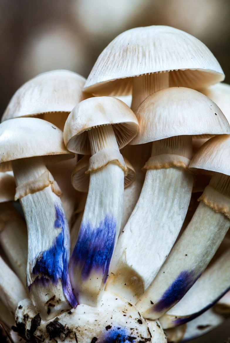 White Rabbit Mushroom Spore Syringe