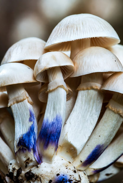 White Rabbit Mushroom Spore Syringe