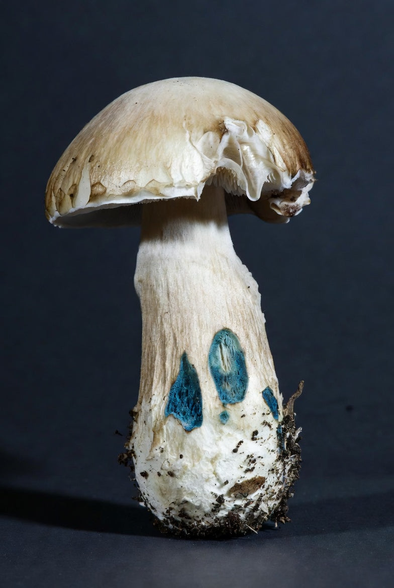 White Rabbit Mushroom Spore Syringe