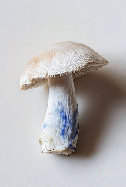 White Rabbit Mushroom Spore Syringe