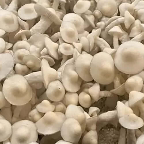 White Rabbit Mushroom Spore Syringe