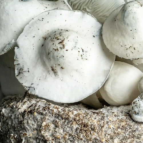 Yeti Mushrooms