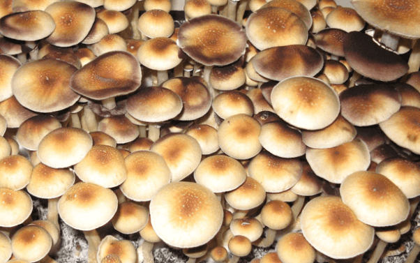 Amazonian Mushroom Spore Syringe