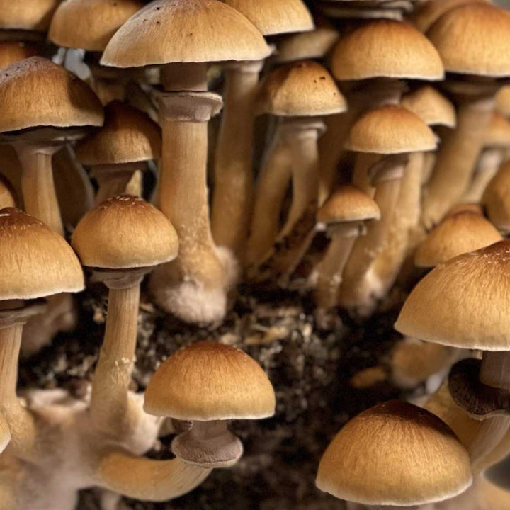 Golden Mammoth Mushroom Spore Syringe