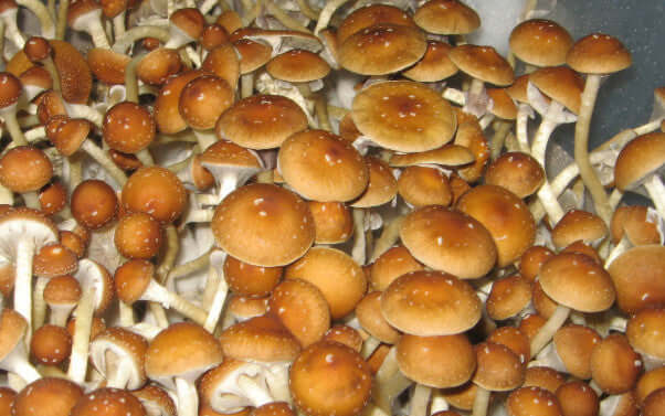 Golden Teacher Mushroom Spore Syringe