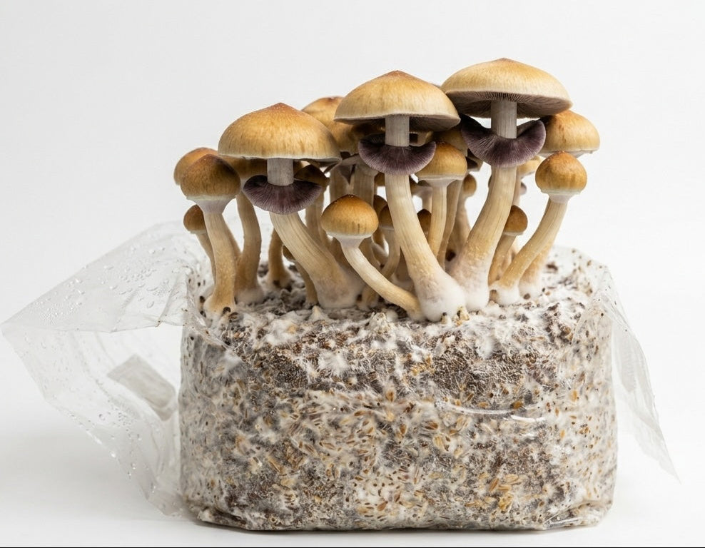 Golden Halo Isolated Spore Syringe